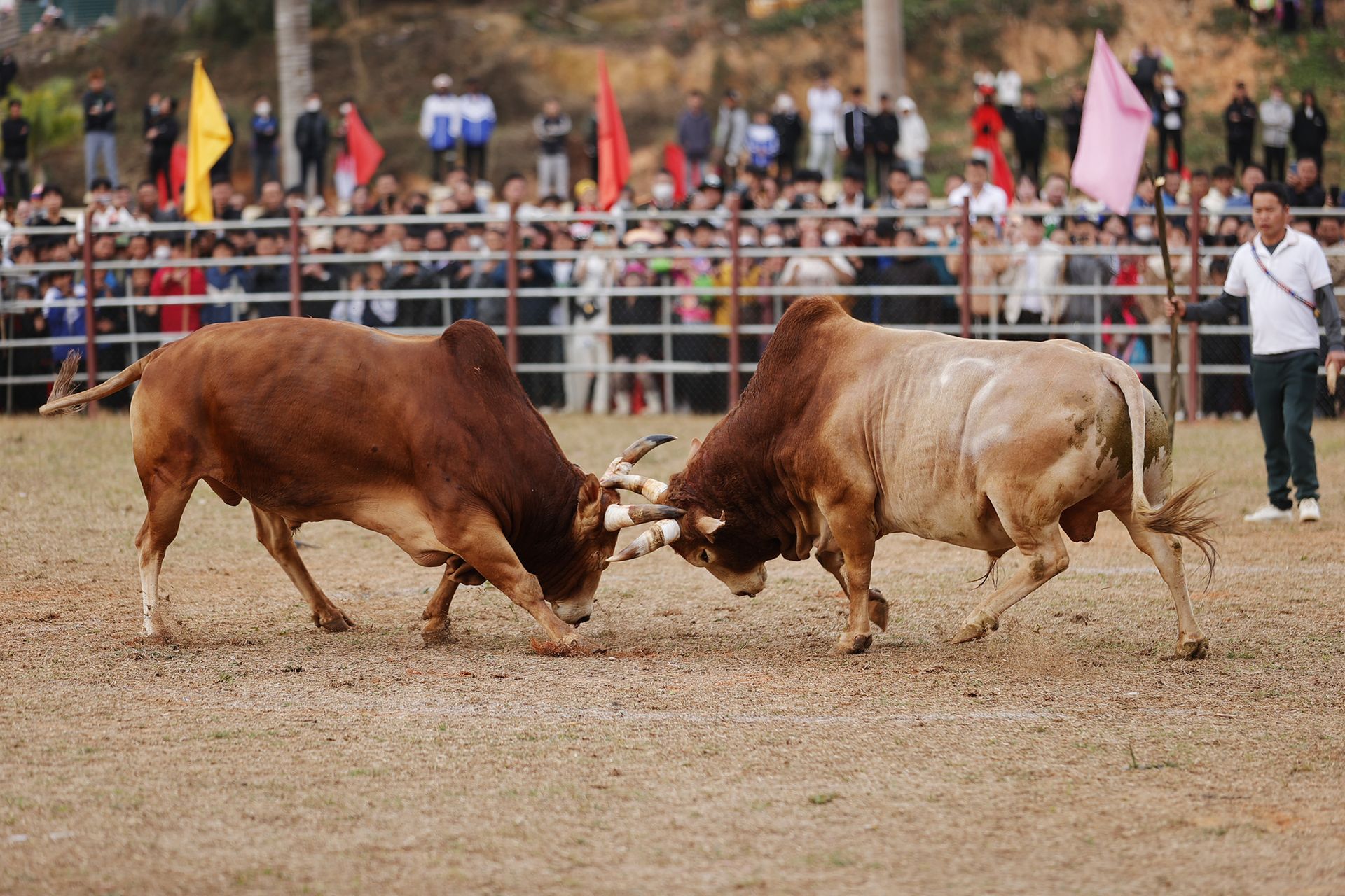 Hội xuân Bính Ngọ 2026