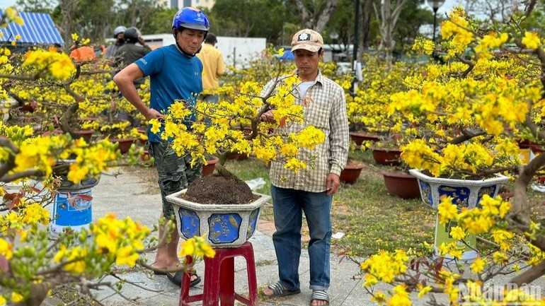 Chợ hoa Xuân Bính Ngọ 2026
