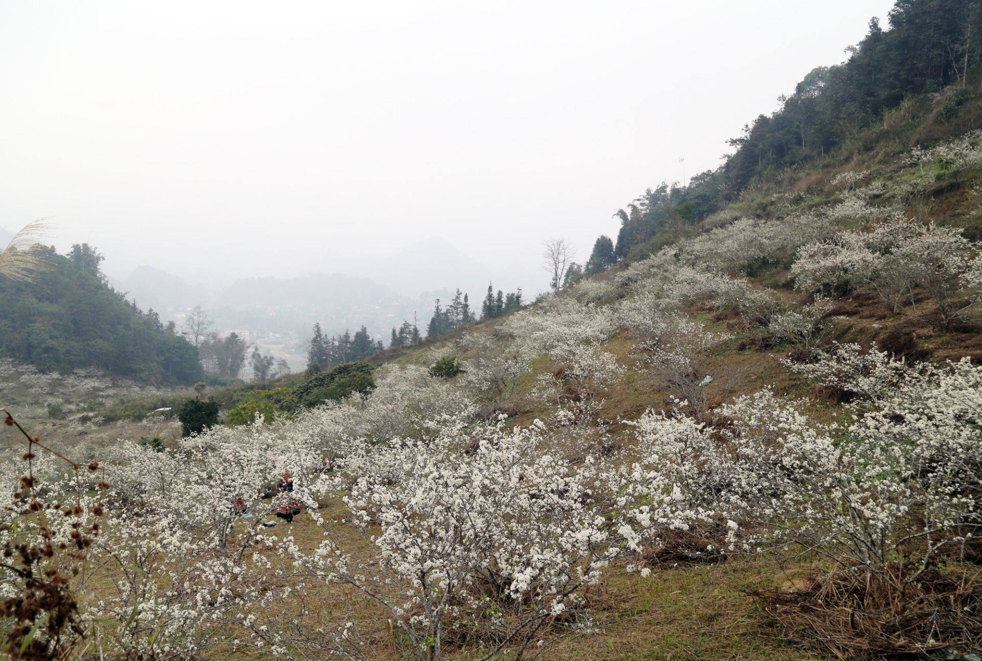 Lễ hội Điểm hẹn ngắm hoa Lê, say hoa Mận