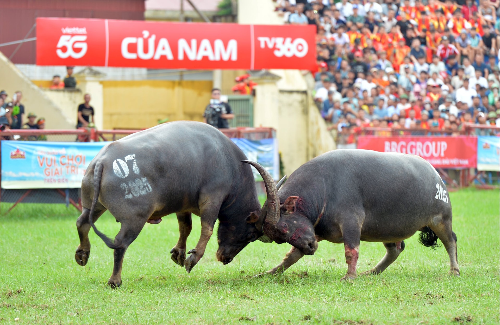 Lễ hội chọi trâu Đồ Sơn