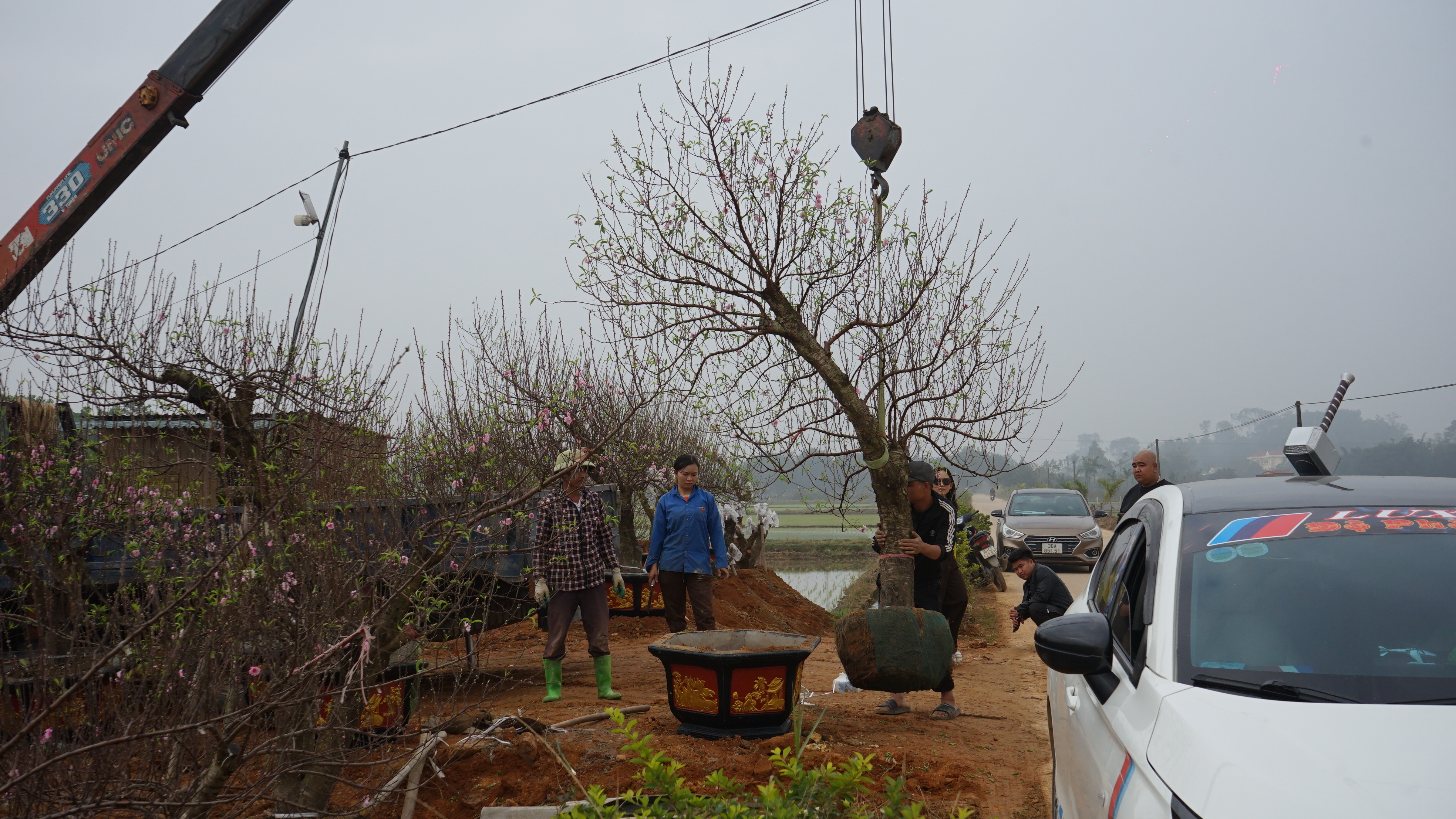 Hội chợ hoa đào và cây cảnh xã Hợp Tiến Xuân Bính Ngọ 2026