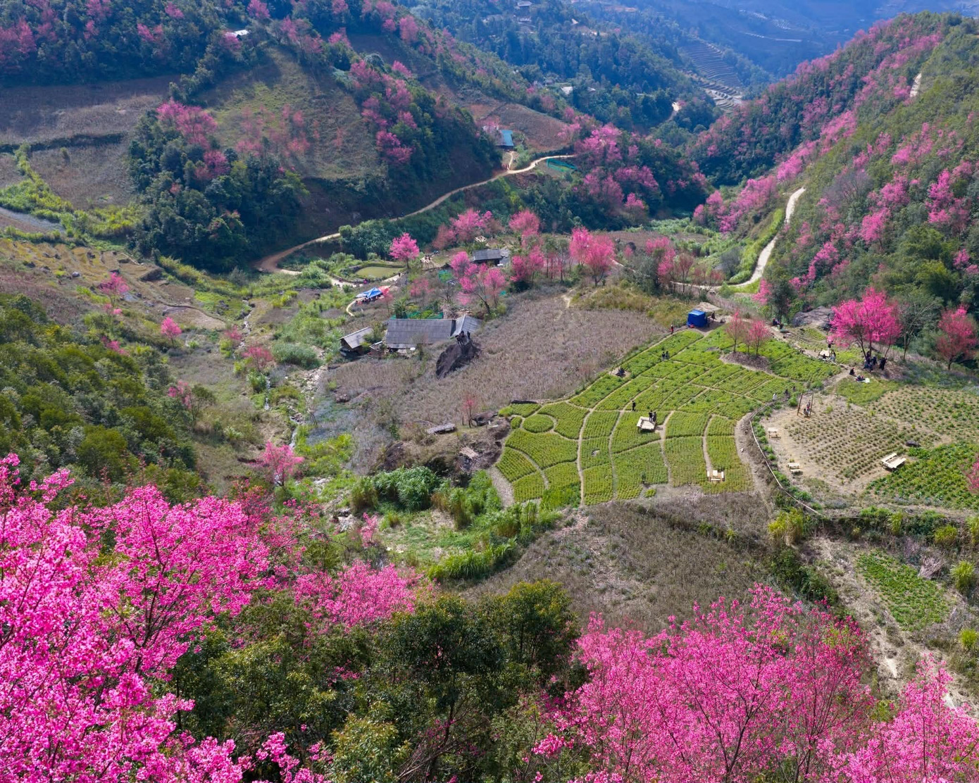 Festival Khèn Mông và Lễ hội hoa Tớ Dày