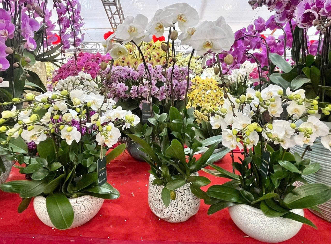 Chợ hoa xuân Bính Ngọ 2026