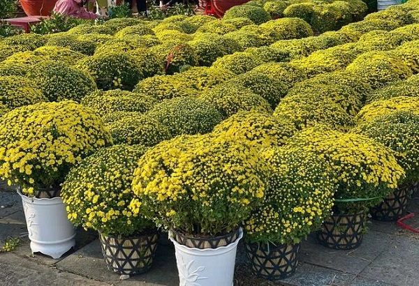 Chợ hoa xuân Bính Ngọ năm 2026