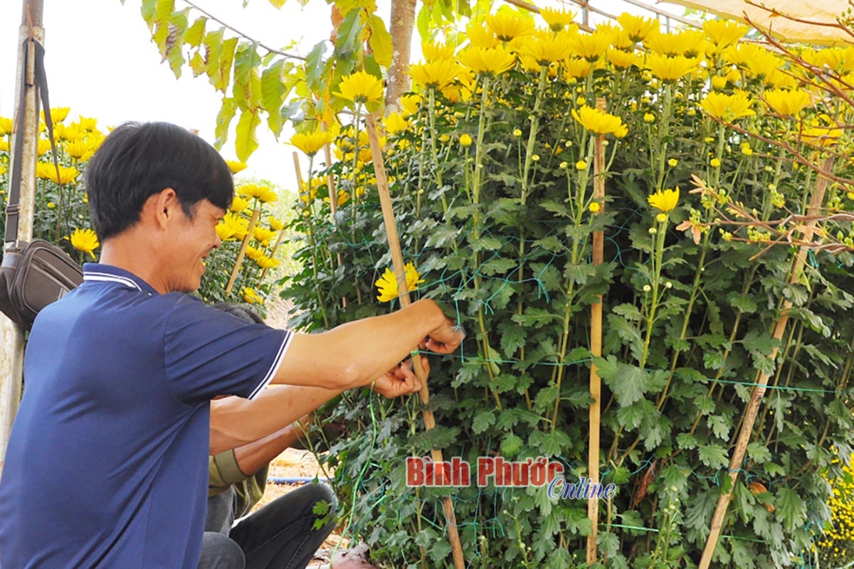 Hội chợ hoa Xuân Bính Ngọ 2026