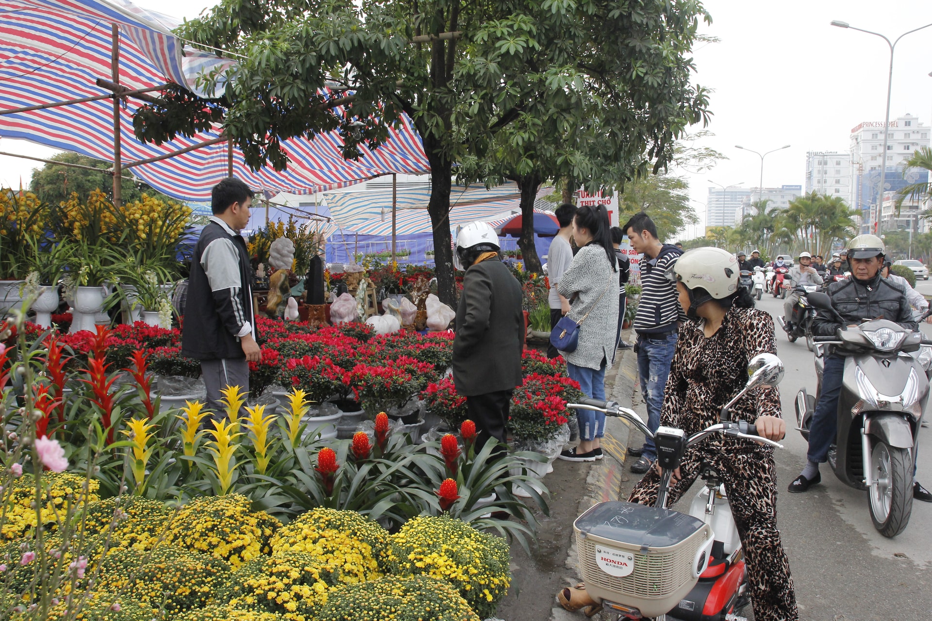 Chợ hoa xuân Hải Phòng 2026