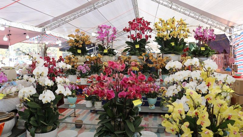 Hội chợ Tết – Chợ Hoa Xuân Bính Ngọ 2026