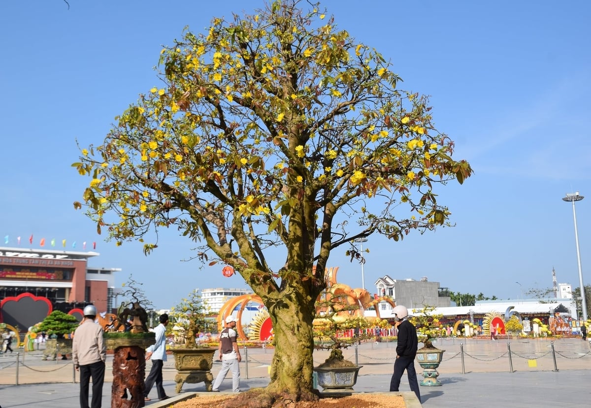 Lễ hội Mai vàng lần thứ Nhất năm 2026