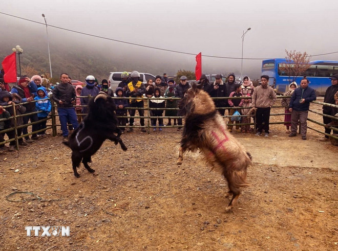 Festival hoa mai anh đào lần thứ nhất năm 2026