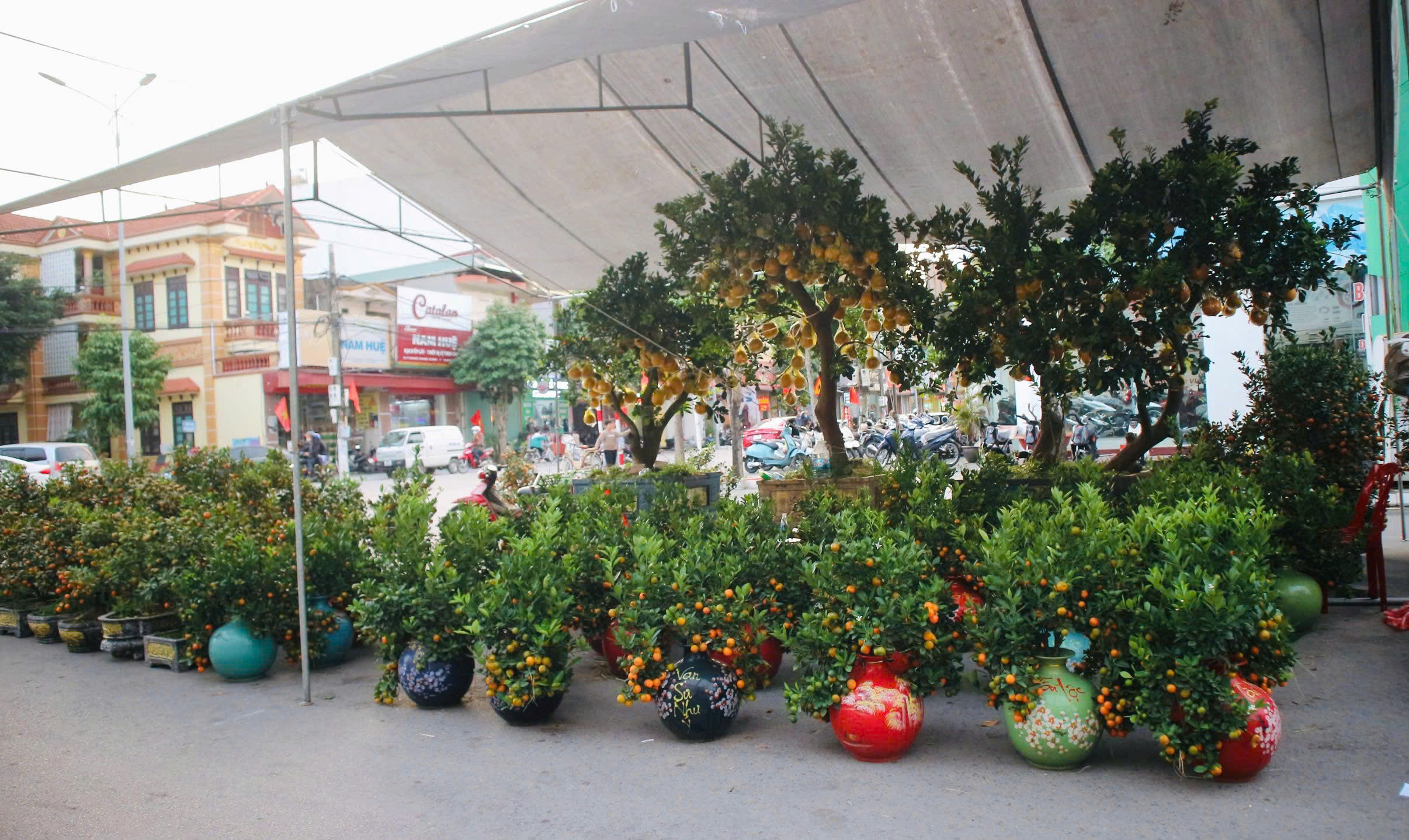 Chợ hoa xuân Thanh Miện năm 2026